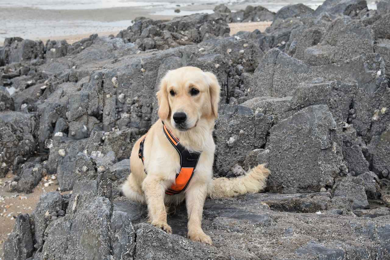 How to Become a Successful Remote Customer Service Representative 6 Handling Difficult Customers